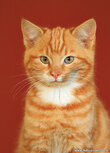 Katten kaarten | Ansichtkaart katertje Katten kaarten | Ansichtkaart katertje