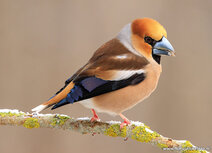 Vogelkaarten | ansichtkaart appelvink Vogelkaarten | ansichtkaart appelvink