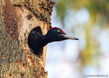 Vogelkaarten | ansichtkaart zwarte specht Vogelkaarten | ansichtkaart zwarte specht