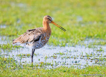 Weidevogels kaarten | grutto ansichtkaart 