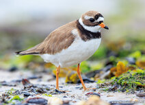 Vogelkaarten | ansichtkaart bontbekplevier Vogelkaarten | ansichtkaart bontbekplevier