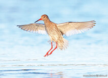 Weidevogels kaarten | tureluur ansichtkaart