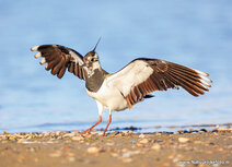 Weidevogels kaarten | kievit ansichtkaart