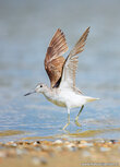 Vogelkaarten | groenpootruiter ansichtkaart Vogelkaarten | groenpootruiter ansichtkaart