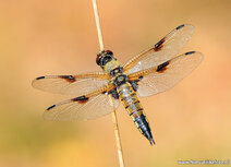 Natuur kaarten | viervlek libelle ansichtkaart