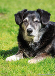 Honden kaarten | ansichtkaart hond Honden kaarten | ansichtkaart hond