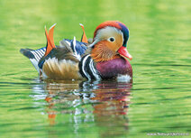Vogelkaarten | ansichtkaart mandarijneend Vogelkaarten | ansichtkaart mandarijneend