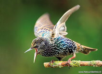 Vogelkaarten | ansichtkaart spreeuw Vogelkaarten | ansichtkaart spreeuw