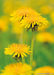 Bloemenkaartje | | ansichtkaart paardenbloemen Bloemenkaartje | | ansichtkaart paardenbloemen