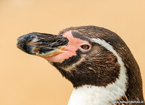 Dierentuin kaarten | Humboldtpinguïn ansichtkaart