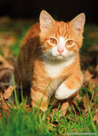 Katten kaarten | Ansichtkaart kitten Katten kaarten | Ansichtkaart kitten