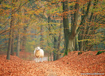 schaap in de herfst herfstkaartje