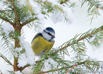 Vogelkaarten | ansichtkaart pimpelmees Vogelkaarten | ansichtkaart pimpelmees