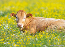 Dieren kaarten | Limousin koe ansichtkaart