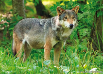 Dierentuin kaarten | wolf ansichtkaart Dierentuin kaarten | wolf ansichtkaart