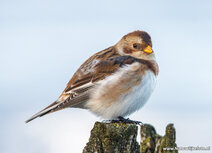 Vogelkaarten | ansichtkaart sneeuwgors Vogelkaarten | ansichtkaart sneeuwgors