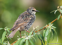 Vogelkaarten | ansichtkaart spreeuw Vogelkaarten | ansichtkaart spreeuw