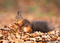 Eekhoorn kaartjes | Ansichtkaart eekhoorn in de herfst Eekhoorn kaartjes | Ansichtkaart eekhoorn in de herfst