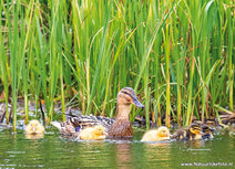Vogelkaarten | ansichtkaart eend met jongen Vogelkaarten | ansichtkaart eend met jongen