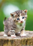 Katten kaarten | Ansichtkaart poes Katten kaarten | Ansichtkaart poes