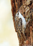 Vogelkaarten | ansichtkaart boomkruiper Vogelkaarten | ansichtkaart boomkruiper
