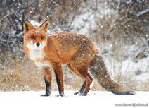 Vossen kaarten | vos in de sneeuw ansichtkaart