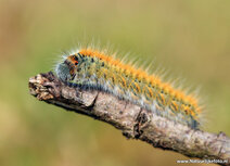 Insecten kaarten | Ansichtkaart rups