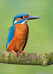 Vogelkaarten | ansichtkaart ijsvogel op een takje Vogelkaarten | ansichtkaart ijsvogel op een takje
