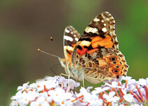 Vlinder kaarten | ansichtkaart atalanta vlinder