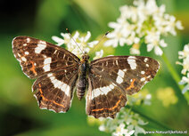 Vlinder kaarten | landkaartje ansichtkaart