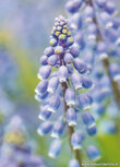 Bloemenkaartje | Blauwe druifjes ansichtkaart Bloemenkaartje | Blauwe druifjes ansichtkaart