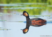 Vogelkaarten | ansichtkaart geoorde fuut Vogelkaarten | ansichtkaart geoorde fuut