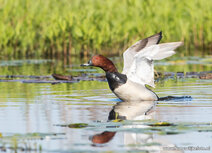 Vogelkaarten | ansichtkaart tafeleend Vogelkaarten | ansichtkaart tafeleend