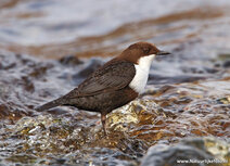 Vogelkaarten | ansichtkaart waterspreeuw Vogelkaarten | ansichtkaart waterspreeuw
