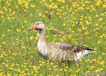 Vogelkaarten | grauwe gans ansichtkaart