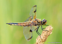 Insecten kaarten | ansichtkaart viervlek libelle