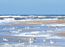 ansichtkaart strand en zee
