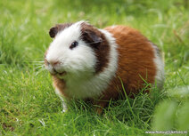 ansichtkaart cavia ansichtkaart cavia