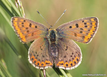 Vlinder kaarten | ansichtkaart bruine vuurvlinder
