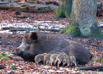 Wilde dieren kaarten | everzwijn met jongen ansichtkaart