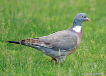 Vogelkaarten | ansichtkaart houtduif Vogelkaarten | ansichtkaart houtduif