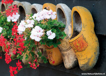 Klompen kaarten | ansichtkaart klompen met geraniums