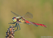 Insecten kaarten | ansichtkaart heidelibel