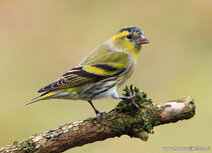 Vogelkaarten | ansichtkaart sijs Vogelkaarten | ansichtkaart sijs