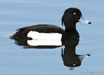 ansichtkaart kuifeend