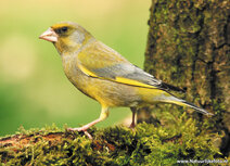 Vogelkaarten | ansichtkaart groenling Vogelkaarten | ansichtkaart groenling