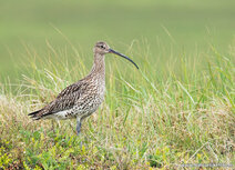 Weidevogels kaarten |  wulp ansichtkaart