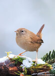 Vogelkaarten | ansichtkaart winterkoninkje Vogelkaarten | ansichtkaart winterkoninkje