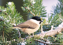 Vogelkaarten | ansichtkaart glanskop Vogelkaarten | ansichtkaart glanskop