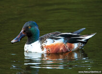 Weidevogels kaarten | ansichtkaart slobeend
